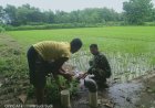 Dukung Ketahanan Pangan, Babinsa Koramil 0804/13 Bendo Serda Marsudi Aktif Dampingi Petani Mengairi Sawah